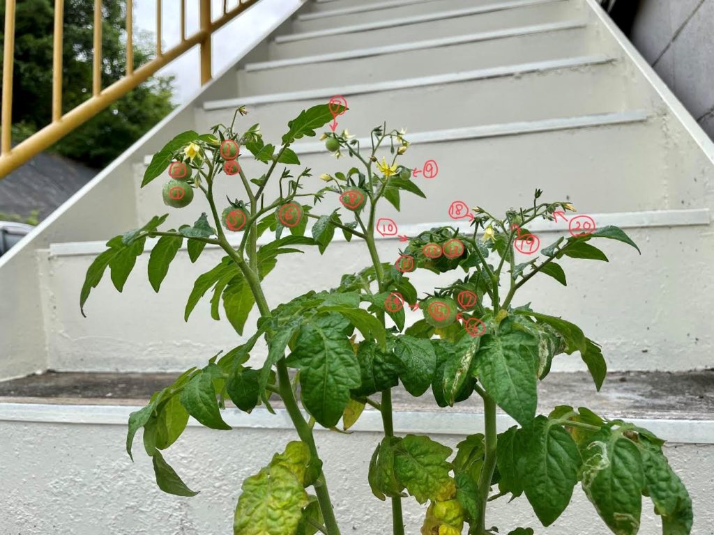 画像に alt 属性が指定されていません。ファイル名: トマト-1024x768.jpg